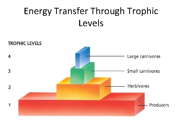 Energy Transfer Through Trophic Levels 