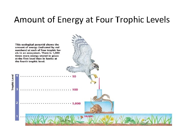 The energy stored by the organisms at each trophic level is about one tenth