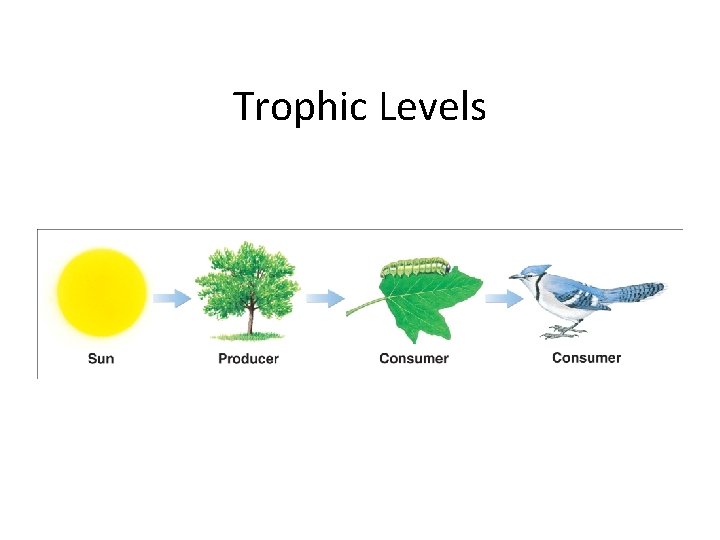 Trophic Levels 