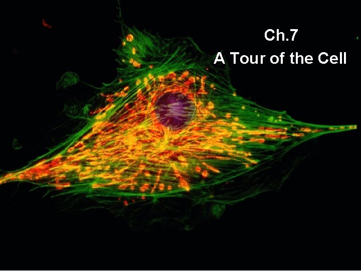 Ch. 7 A Tour of the Cell 