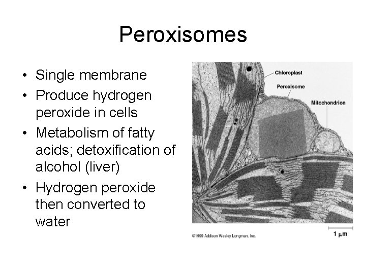 Peroxisomes • Single membrane • Produce hydrogen peroxide in cells • Metabolism of fatty