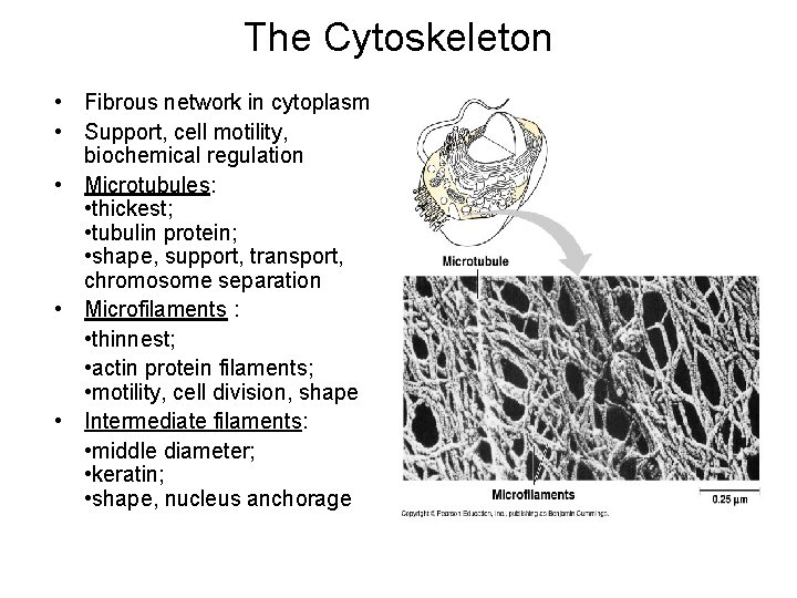 The Cytoskeleton • Fibrous network in cytoplasm • Support, cell motility, biochemical regulation •