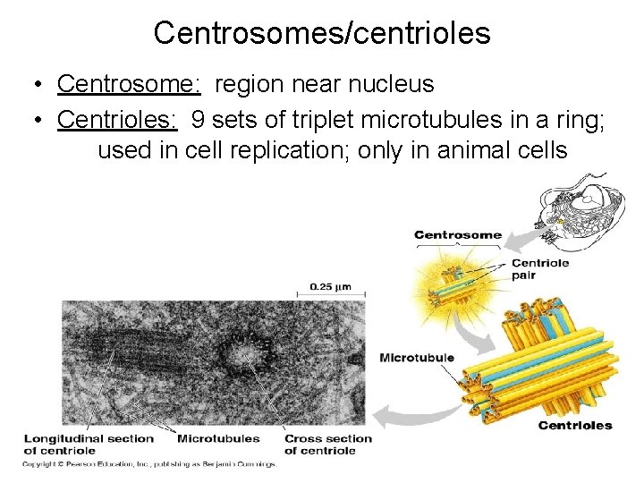 Centrosomes/centrioles • Centrosome: region near nucleus • Centrioles: 9 sets of triplet microtubules in