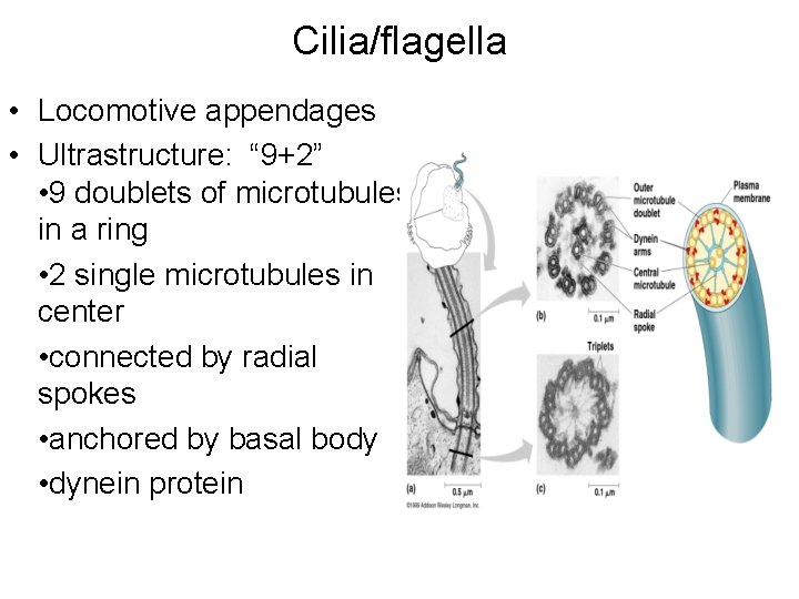 Cilia/flagella • Locomotive appendages • Ultrastructure: “ 9+2” • 9 doublets of microtubules in