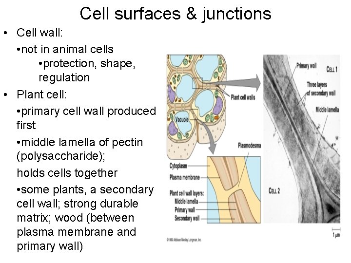 Cell surfaces & junctions • Cell wall: • not in animal cells • protection,