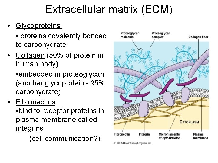 Extracellular matrix (ECM) • Glycoproteins: • proteins covalently bonded to carbohydrate • Collagen (50%