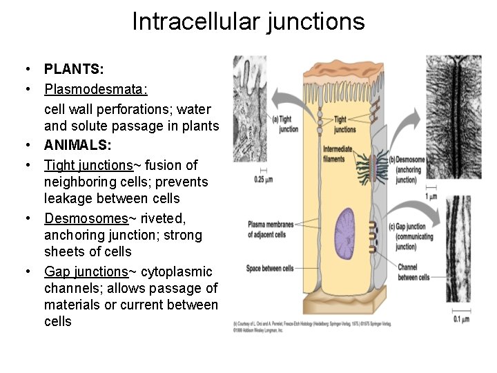 Intracellular junctions • PLANTS: • Plasmodesmata: cell wall perforations; water and solute passage in