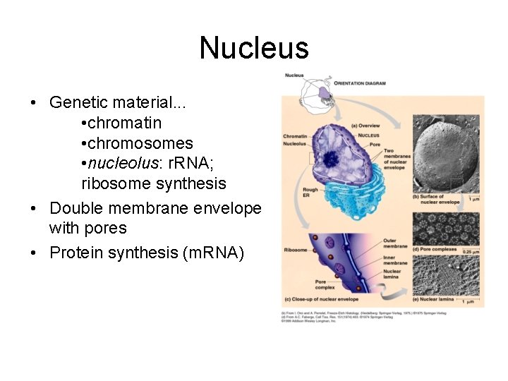 Nucleus • Genetic material. . . • chromatin • chromosomes • nucleolus: r. RNA;