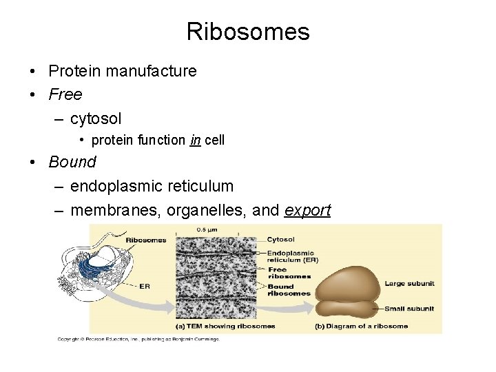 Ribosomes • Protein manufacture • Free – cytosol • protein function in cell •