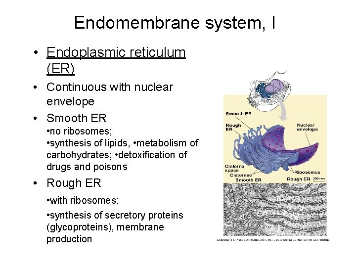 Endomembrane system, I • Endoplasmic reticulum (ER) • Continuous with nuclear envelope • Smooth