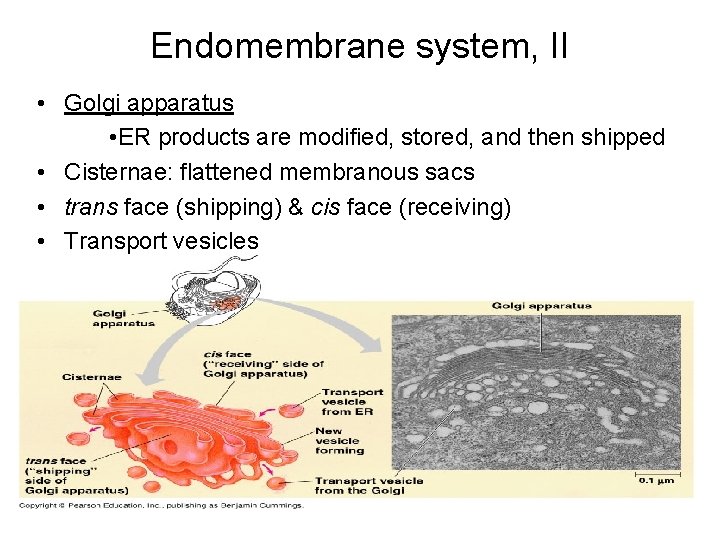 Endomembrane system, II • Golgi apparatus • ER products are modified, stored, and then