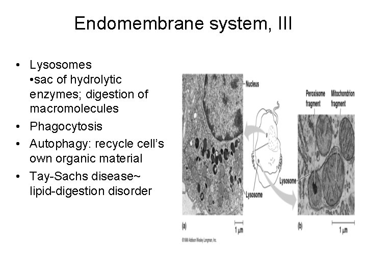 Endomembrane system, III • Lysosomes • sac of hydrolytic enzymes; digestion of macromolecules •