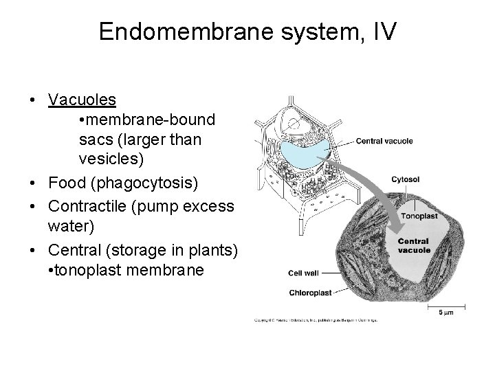 Endomembrane system, IV • Vacuoles • membrane-bound sacs (larger than vesicles) • Food (phagocytosis)