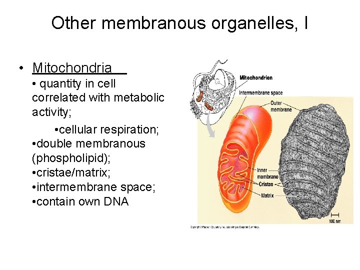 Other membranous organelles, I • Mitochondria • quantity in cell correlated with metabolic activity;