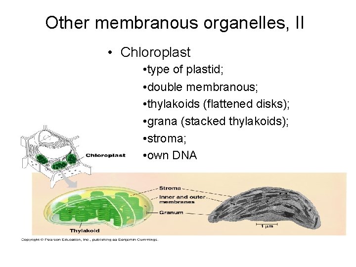 Other membranous organelles, II • Chloroplast • type of plastid; • double membranous; •