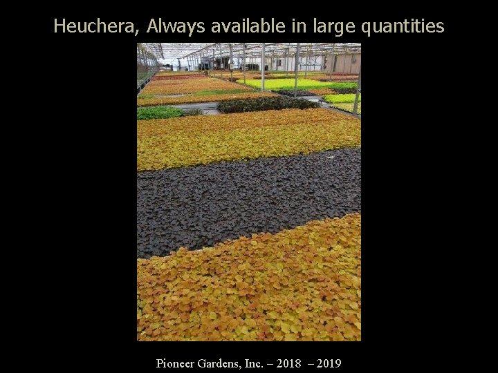 Heuchera, Always available in large quantities Pioneer Gardens, Inc. – 2018 – 2019 