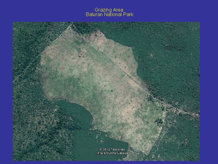 Grazing Area Baluran National Park 