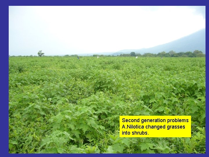 Second generation problems A. Nilotica changed grasses into shrubs. 