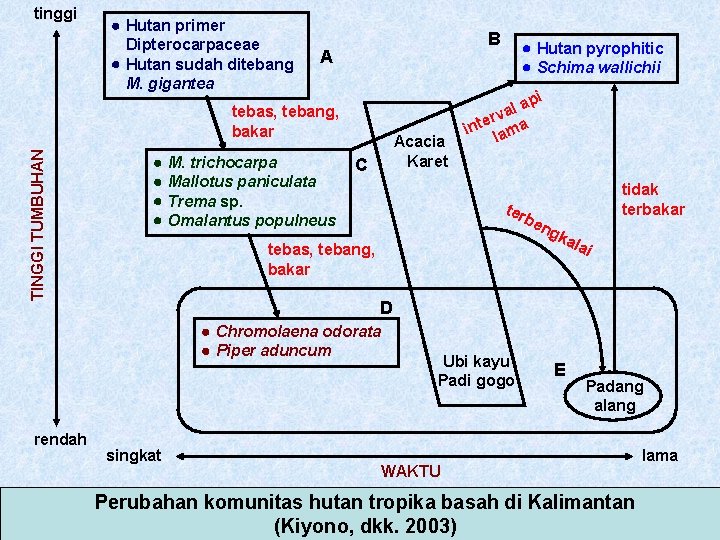 tinggi Hutan primer Dipterocarpaceae Hutan sudah ditebang M. gigantea B A i TINGGI TUMBUHAN