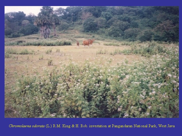 Chromolaena odorata (L. ) R. M. King & H. Rob. investation at Pangandaran National