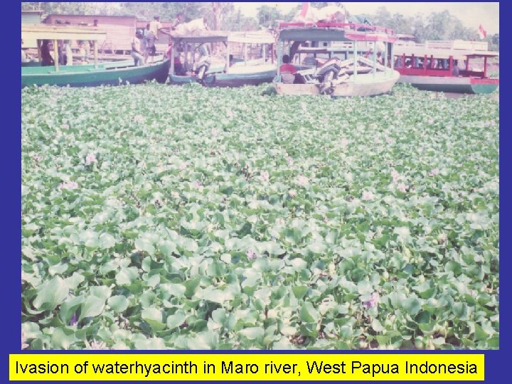 Ivasion of waterhyacinth in Maro river, West Papua Indonesia 