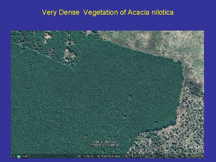 Very Dense Vegetation of Acacia nilotica 