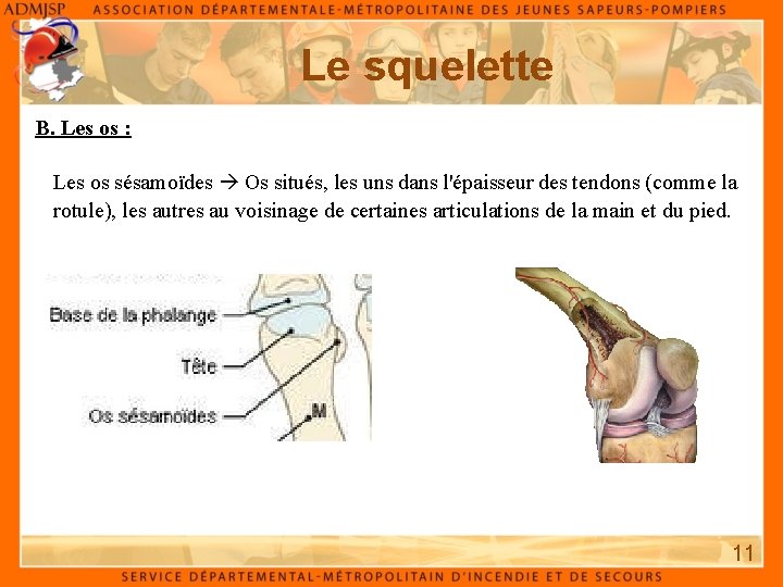 Le squelette B. Les os : Les os sésamoïdes Os situés, les uns dans