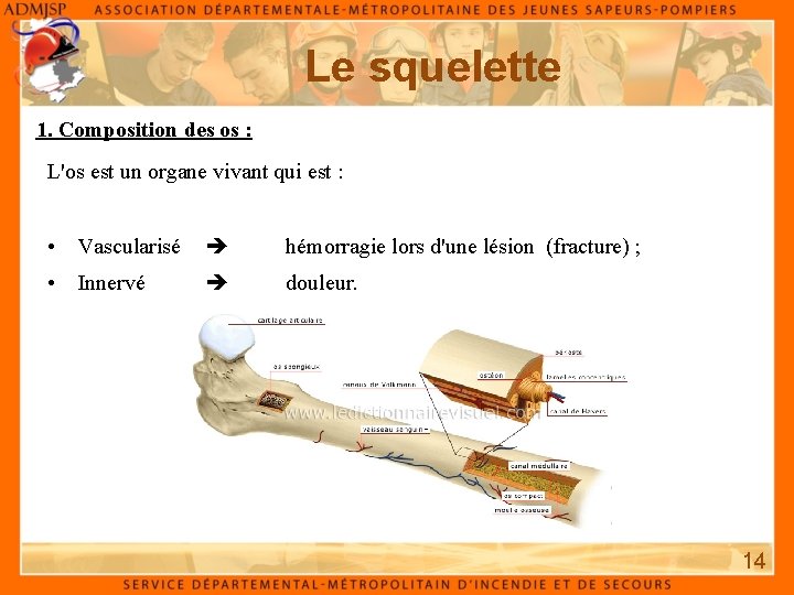 Le squelette 1. Composition des os : L'os est un organe vivant qui est