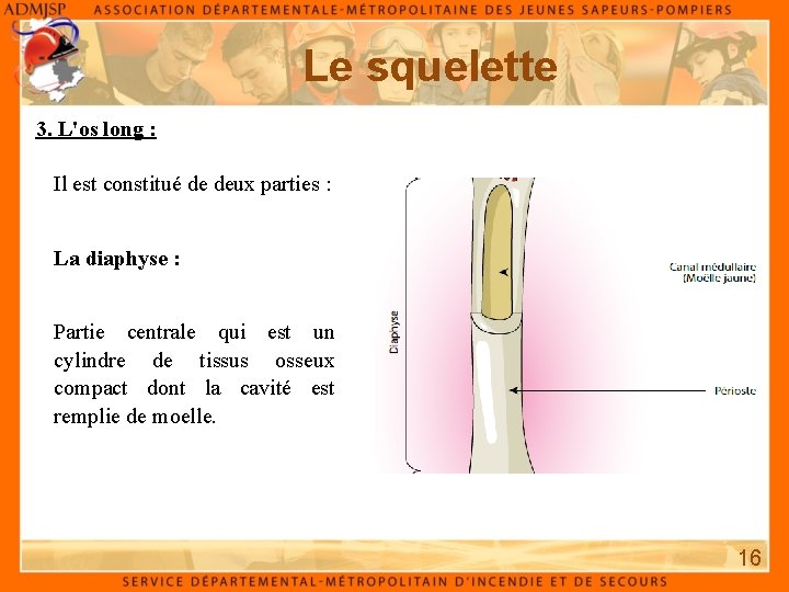 Le squelette 3. L'os long : Il est constitué de deux parties : La