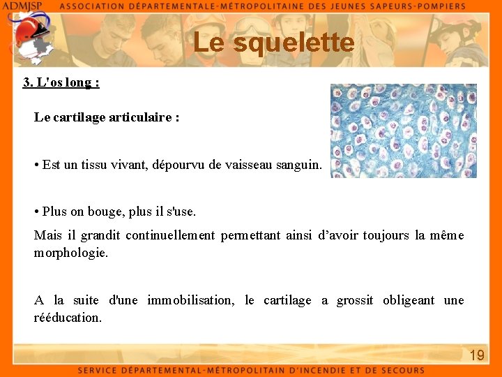 Le squelette 3. L'os long : Le cartilage articulaire : • Est un tissu