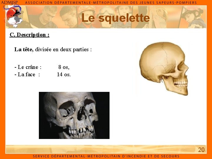 Le squelette C. Description : La tête, divisée en deux parties : - Le