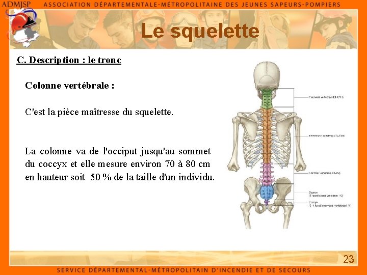 Le squelette C. Description : le tronc Colonne vertébrale : C'est la pièce maîtresse