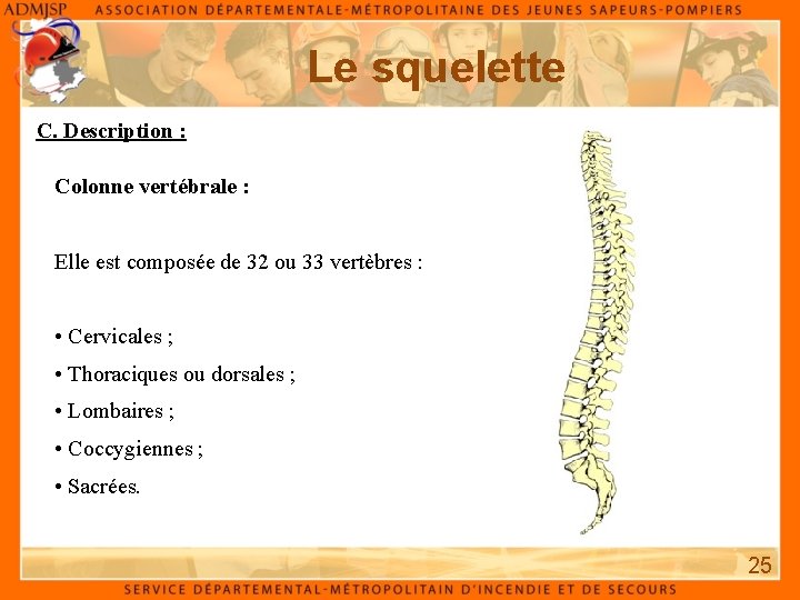 Le squelette C. Description : Colonne vertébrale : Elle est composée de 32 ou