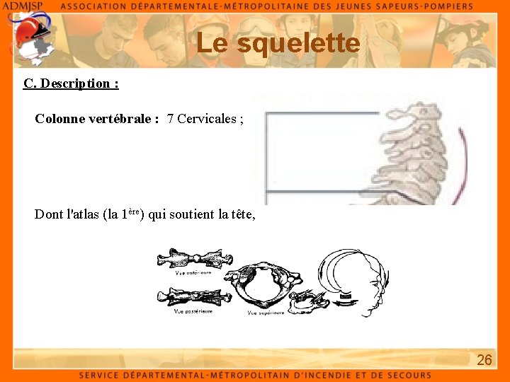 Le squelette C. Description : Colonne vertébrale : 7 Cervicales ; Dont l'atlas (la Le squelette C. Description : Colonne vertébrale : 7 Cervicales ; Dont l'atlas (la