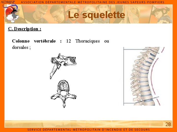 Le squelette C. Description : Colonne vertébrale : 12 Thoraciques ou dorsales ; 28