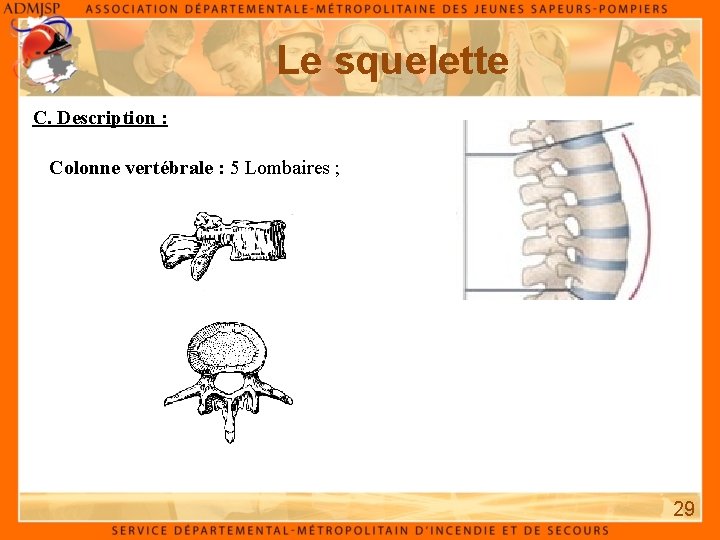 Le squelette C. Description : Colonne vertébrale : 5 Lombaires ; 29 