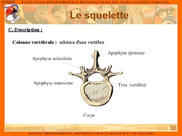 Le squelette C. Description : Colonne vertébrale : schéma d'une vertèbre 32 