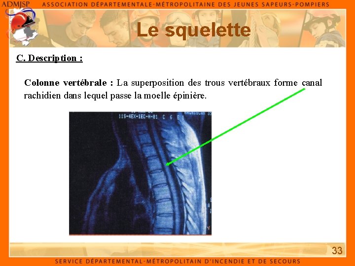 Le squelette C. Description : Colonne vertébrale : La superposition des trous vertébraux forme