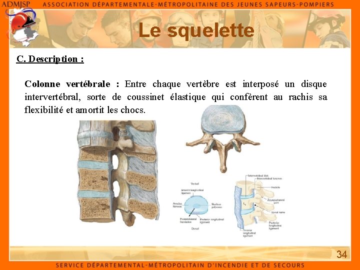 Le squelette C. Description : Colonne vertébrale : Entre chaque vertèbre est interposé un