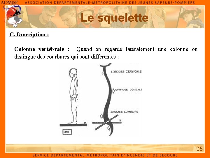 Le squelette C. Description : Colonne vertébrale : Quand on regarde latéralement une colonne Le squelette C. Description : Colonne vertébrale : Quand on regarde latéralement une colonne