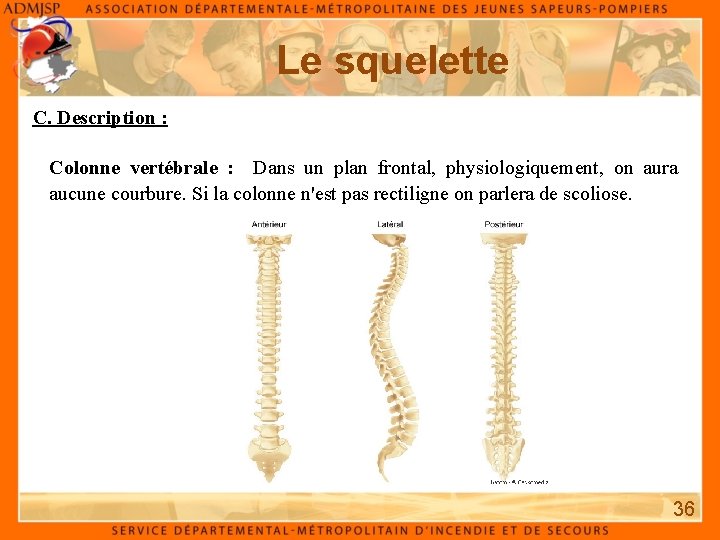 Le squelette C. Description : Colonne vertébrale : Dans un plan frontal, physiologiquement, on Le squelette C. Description : Colonne vertébrale : Dans un plan frontal, physiologiquement, on