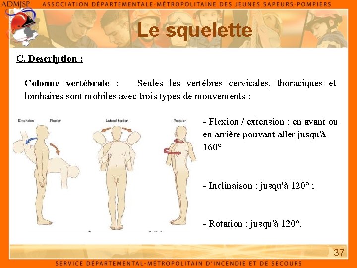 Le squelette C. Description : Colonne vertébrale : Seules vertèbres cervicales, thoraciques et lombaires Le squelette C. Description : Colonne vertébrale : Seules vertèbres cervicales, thoraciques et lombaires