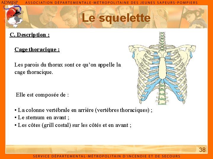 Le squelette C. Description : Cage thoracique : Les parois du thorax sont ce Le squelette C. Description : Cage thoracique : Les parois du thorax sont ce