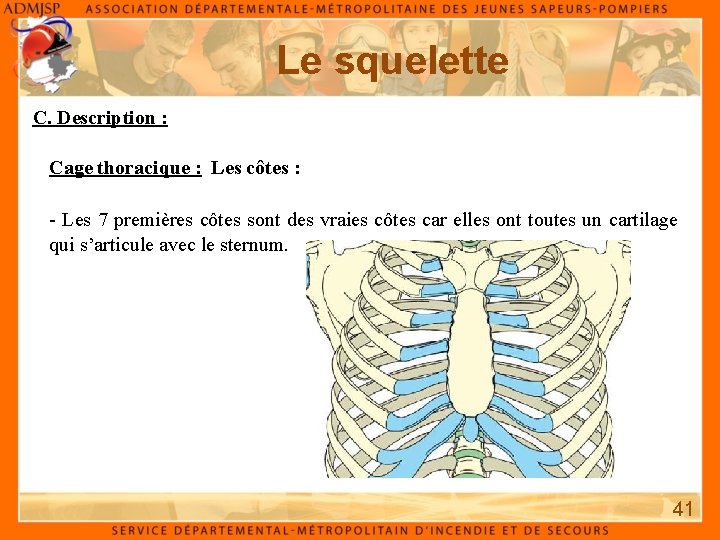 Le squelette C. Description : Cage thoracique : Les côtes : - Les 7
