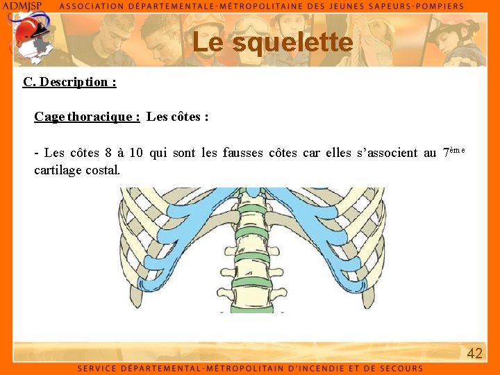 Le squelette C. Description : Cage thoracique : Les côtes : - Les côtes