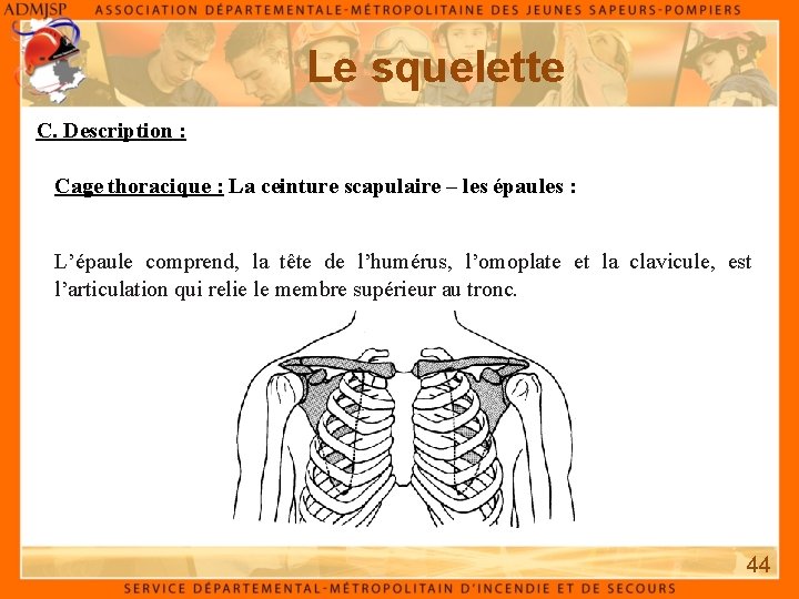 Le squelette C. Description : Cage thoracique : La ceinture scapulaire – les épaules Le squelette C. Description : Cage thoracique : La ceinture scapulaire – les épaules
