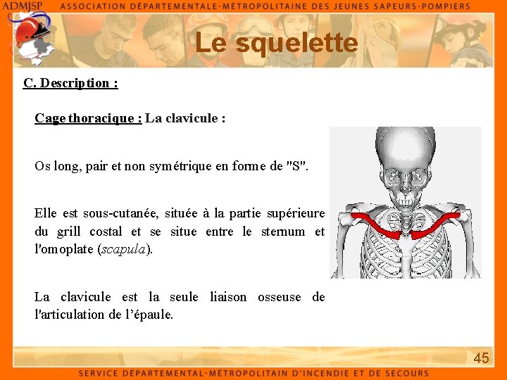 Le squelette C. Description : Cage thoracique : La clavicule : Os long, pair