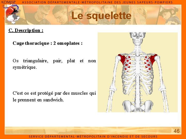 Le squelette C. Description : Cage thoracique : 2 omoplates : Os triangulaire, pair,