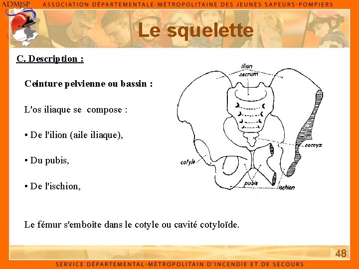 Le squelette C. Description : Ceinture pelvienne ou bassin : L'os iliaque se compose