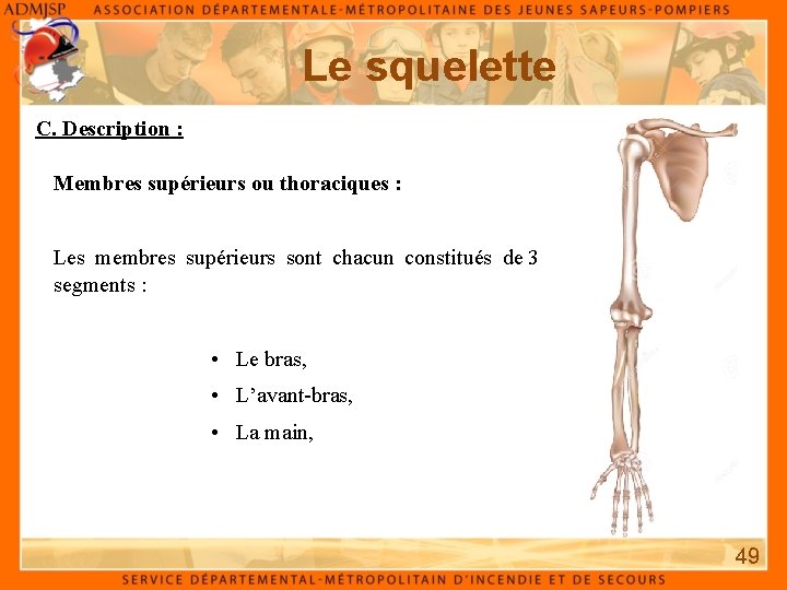 Le squelette C. Description : Membres supérieurs ou thoraciques : Les membres supérieurs sont